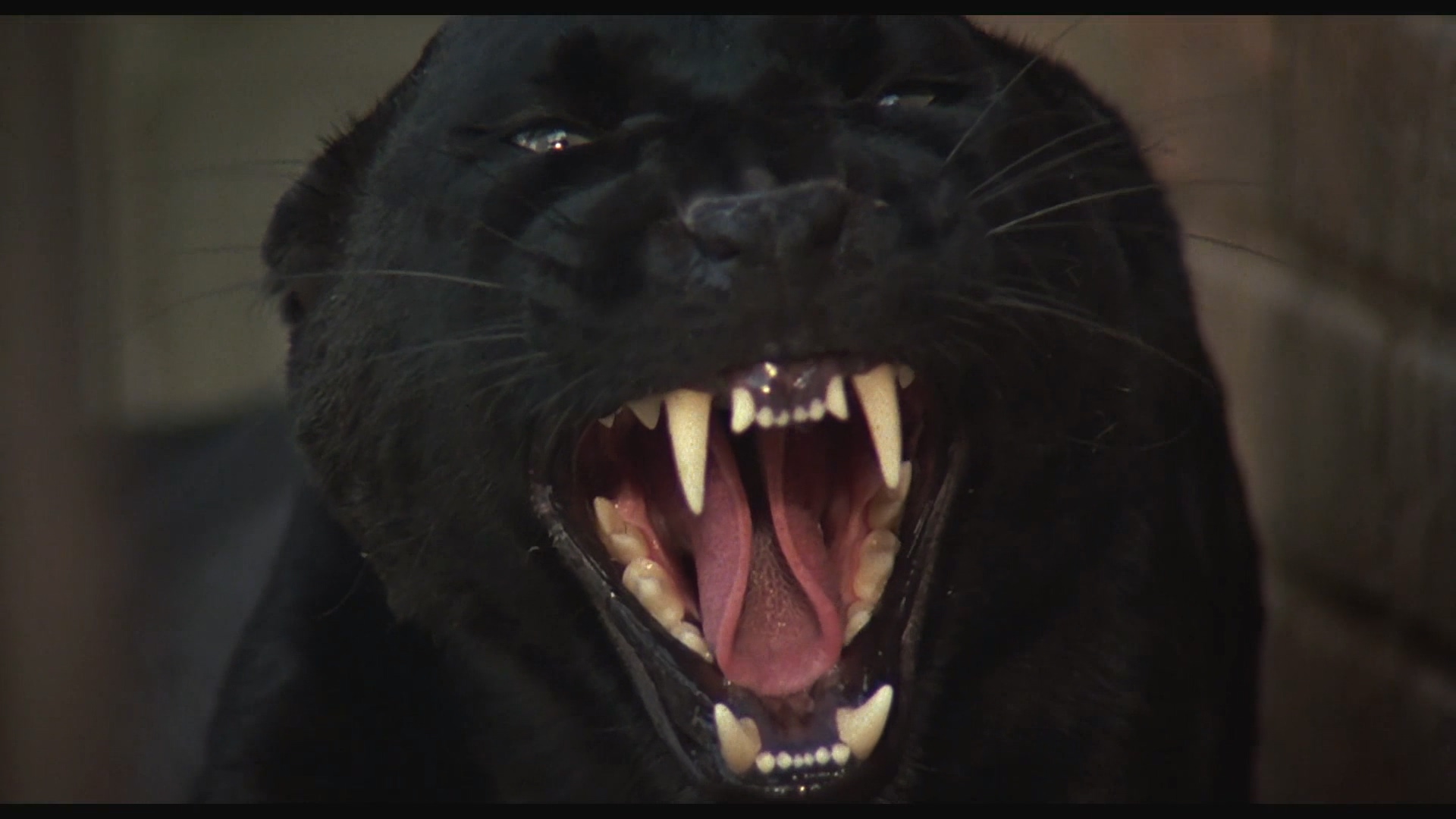 Cat.People.1982.BluRay.1080p.iPad.AAC2.0.x264-DreamHD.mp4_20250429_001558.328.jpg