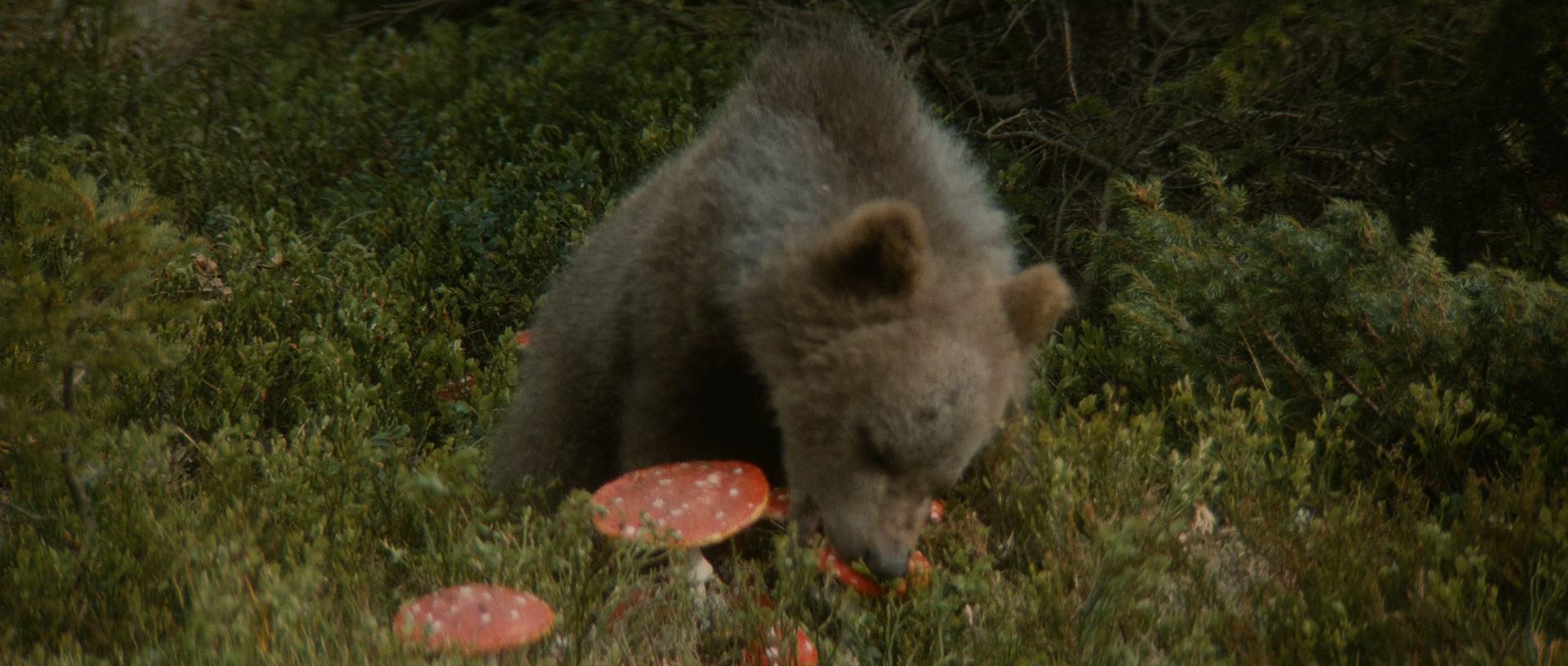 The.Bear.1988.1080p.BluRay.x265.10bit.DTS-QuickIO.mkv_20250511_115703.540.jpg