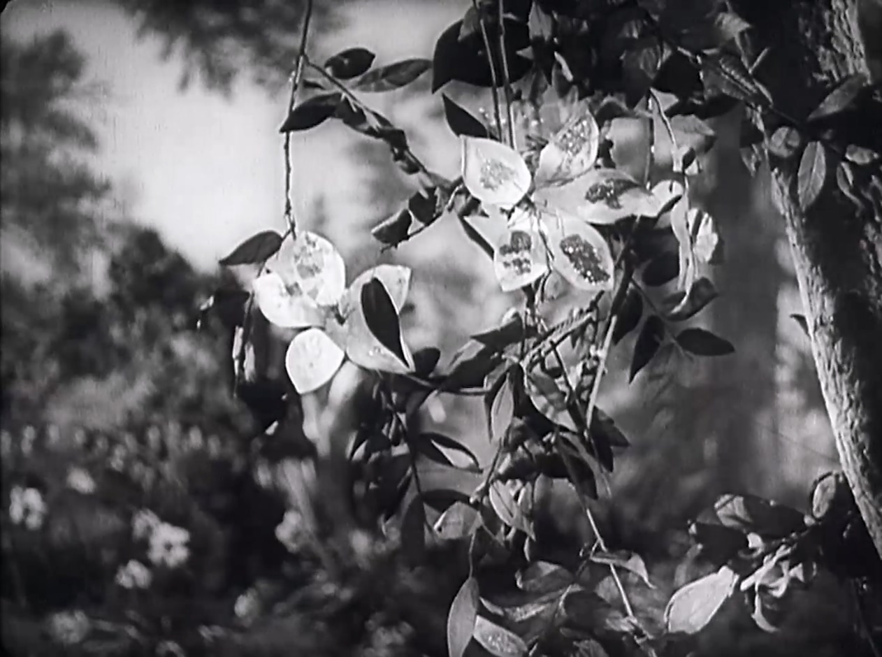 小白兔.mkv_20250525_113822.761.jpg