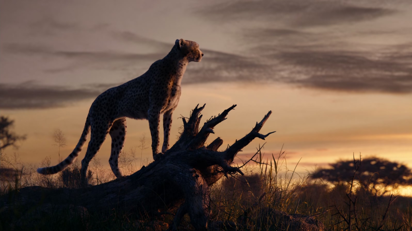 狮子王The.Lion.King.2019.1080p.10bit.BluRay.8CH.x265.HEVC3audio特效字幕-PSA.mkv_.jpg