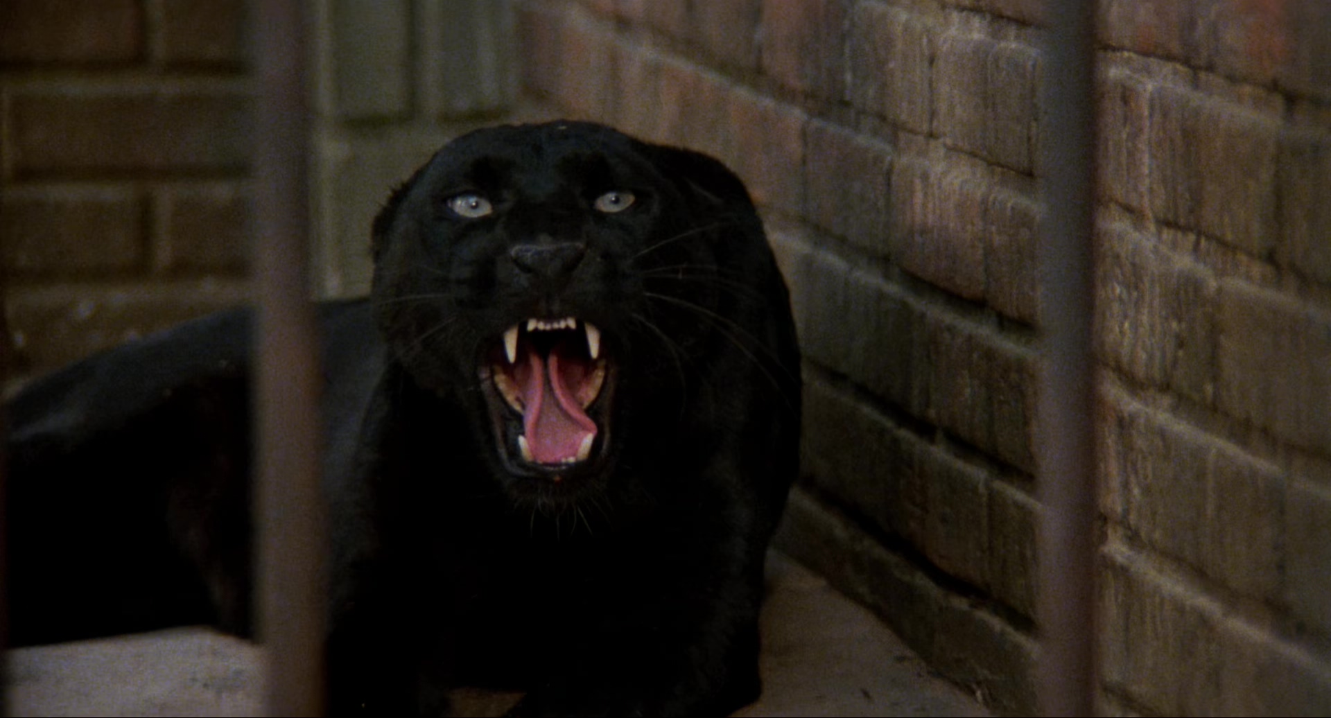 豹人.Cat.People.1982.CN.mkv_20250712_141723.763.jpg