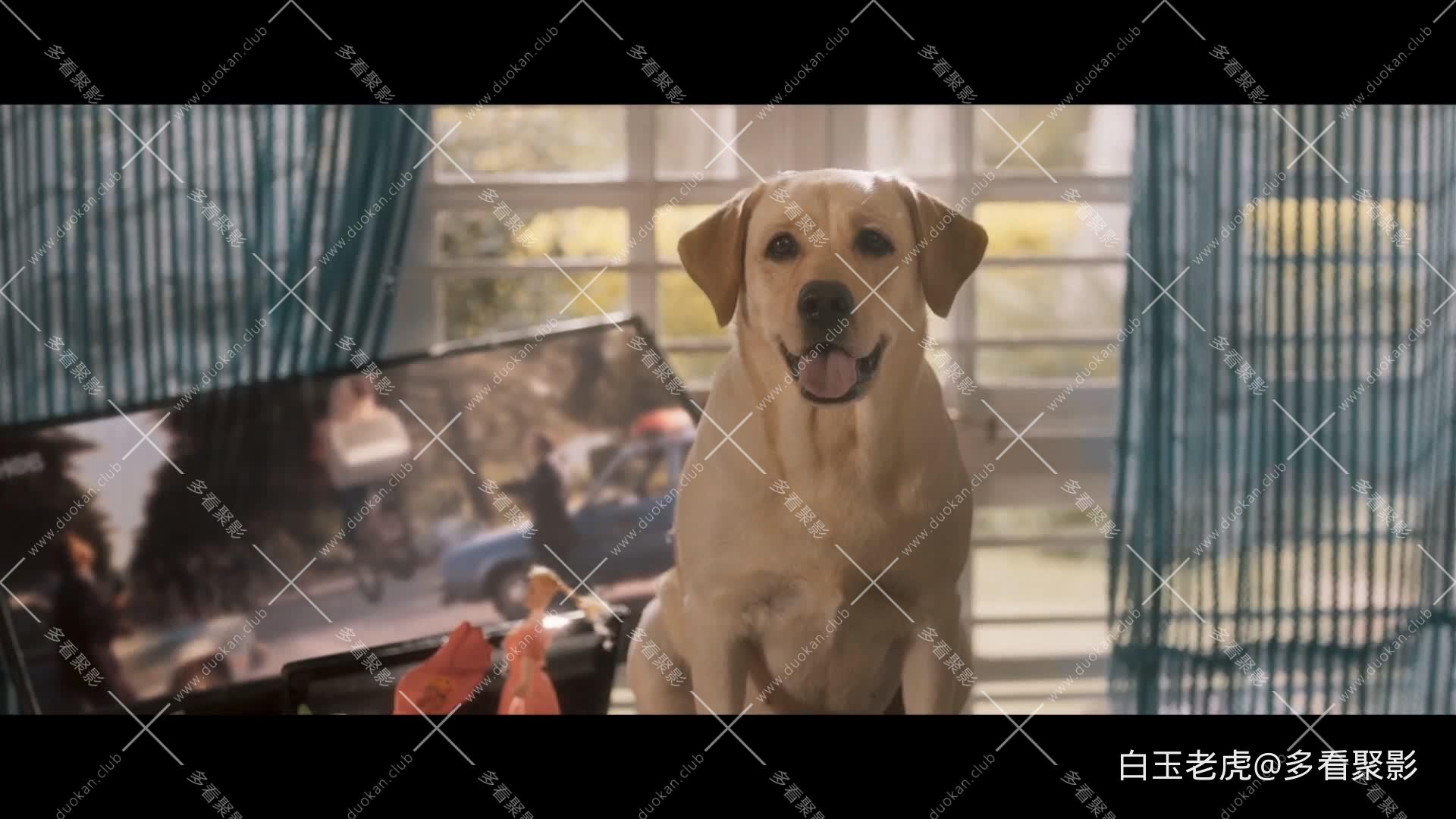 777.Charlie.2022.1080p.WEB-DL.H264.AAC-MOMOWEB.mkv6.jpg