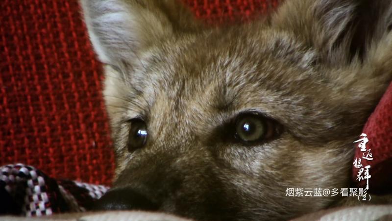 Return.to.the.Wolves.10th.Anniversary.Special.S01E02.2021.2160p.HQ.WEB-DL.H265.1.png