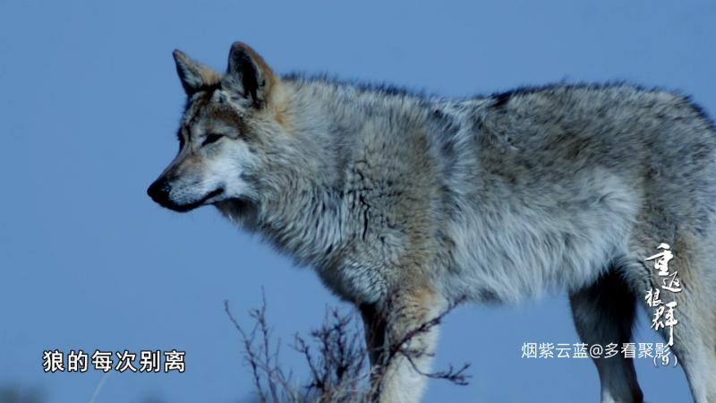 Return.to.the.Wolves.10th.Anniversary.Special.S01E09.2021.2160p.HQ.WEB-DL.H265.1.png
