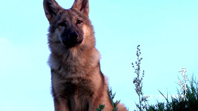 Return.to.the.Wolves.10th.Anniversary.Special.S01E04.2021.2160p.HQ.WEB-DL.H265.1.png